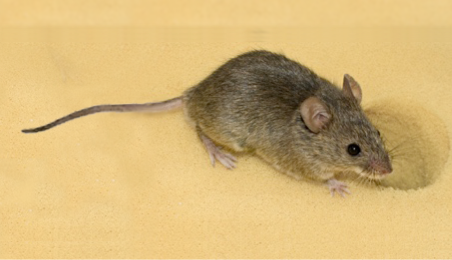 Image of a Murine mouse