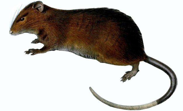 Image of a rat